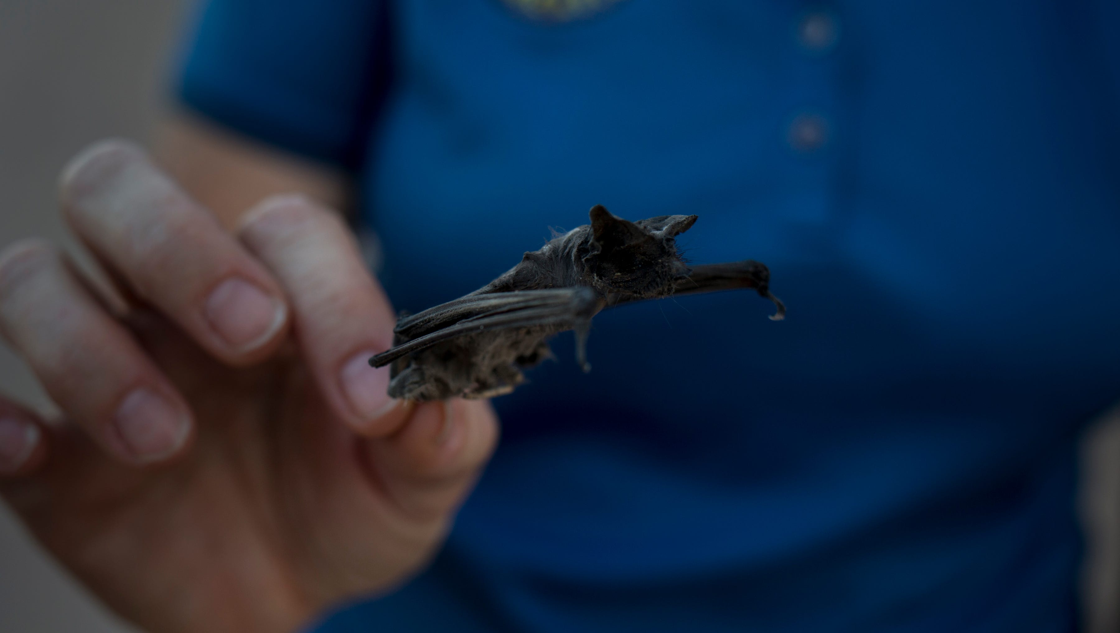 The Phoenix Batcave Thousands Of Bats Take Flight From Tunnel