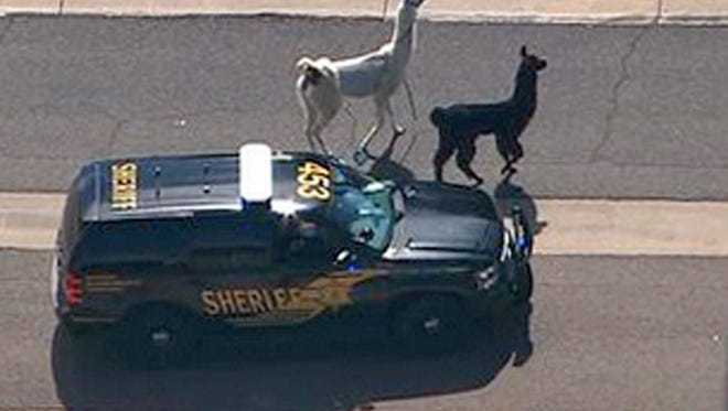 In this image taken from video and provided by abc15.com, a Maricopa County Sheriff's vehicle tries to herd two quick-footed llamas as they dash in and out of traffic before they were captured, Thursday, Feb. 26, 2015, in Sun City, Ariz., a Phoenix-area retirement community. The llamas thwarted numerous attempts by sheriff's deputies and bystanders to round them up before they were roped into custody. (AP Photo/abc15.com) MANDATORY CREDIT. 
