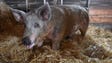 Wally the pig recently survived falling out of a semi