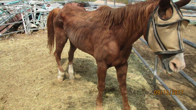The Maricopa County Sheriff's Office seized three malnourished horses from a woman in New River who told investigators she left them in the care of "transients" and "hobos."