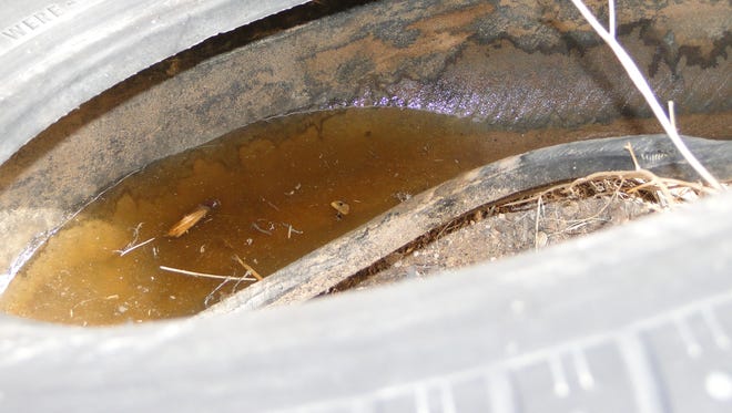 A tire after a rainfall collects enough still water for mosquitoes to lay eggs and develop a generation of potential virus-spreading vectors.