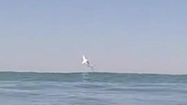 Shark takes flight in California