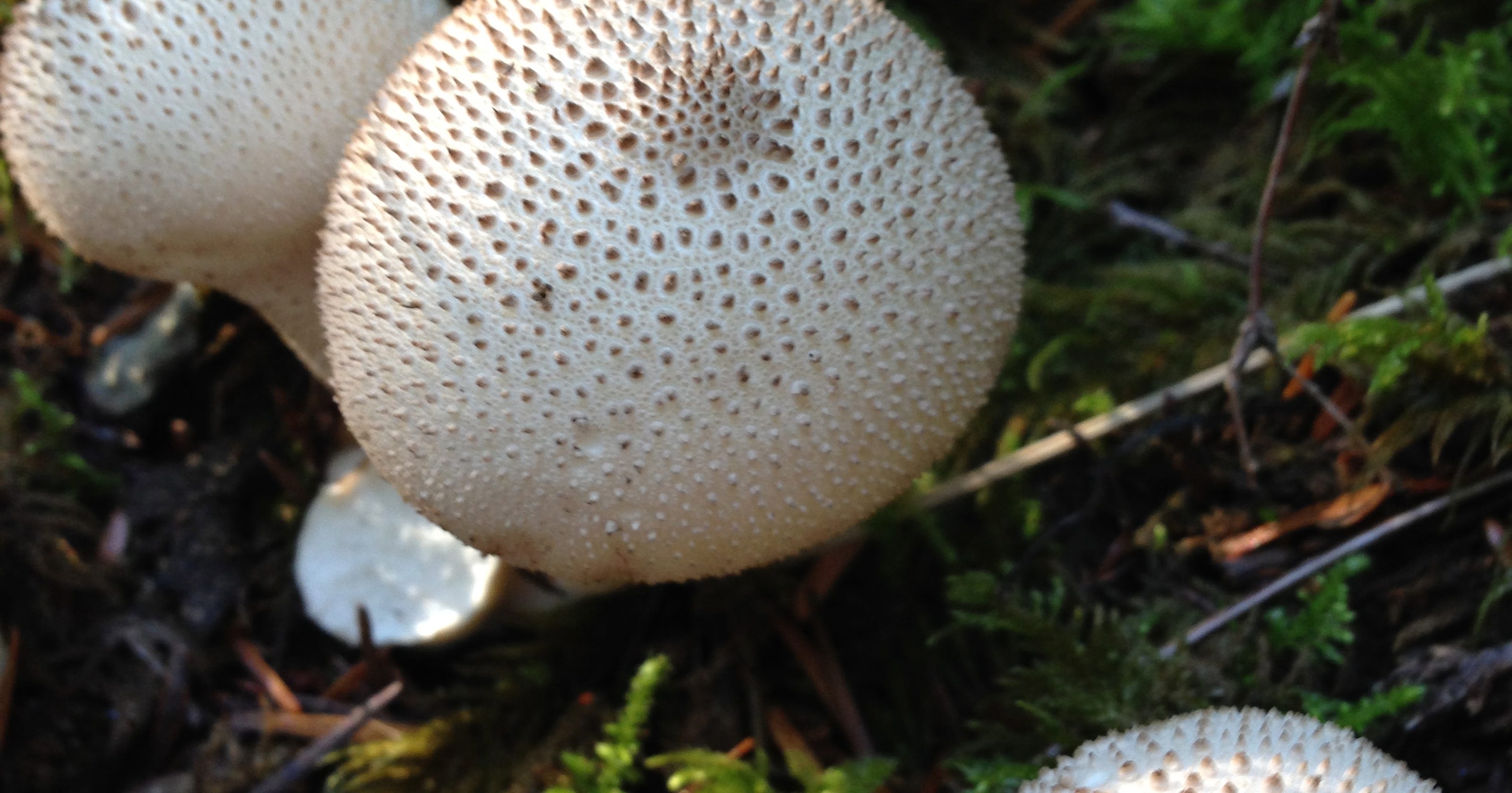 What mushrooms popping up in lawns means