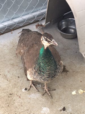 Animal Service Center of the Mesilla Valley officials are seeking the owner of a peahen, shown here, that was turned in to the facility.