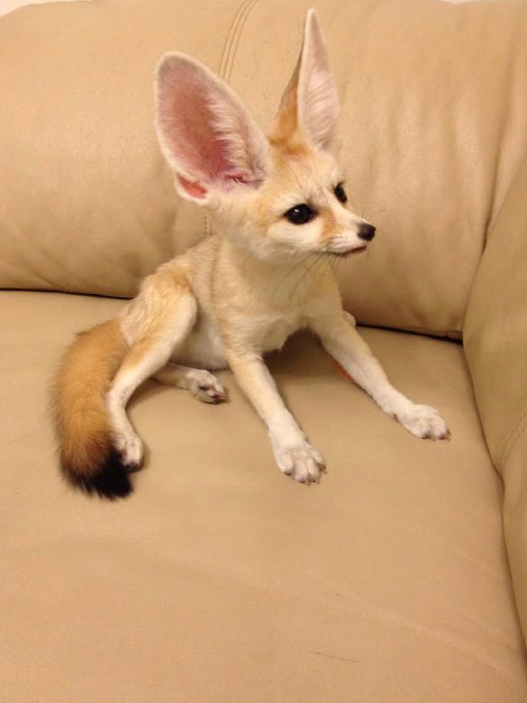 Fennec Fox Trots From White Plains Home
