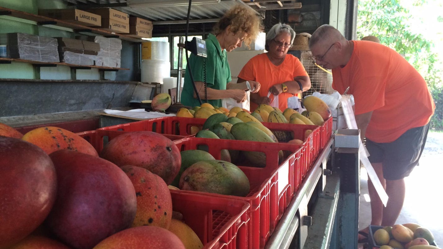 The Mango Factory, sweet mangoes & heart on Pine Island