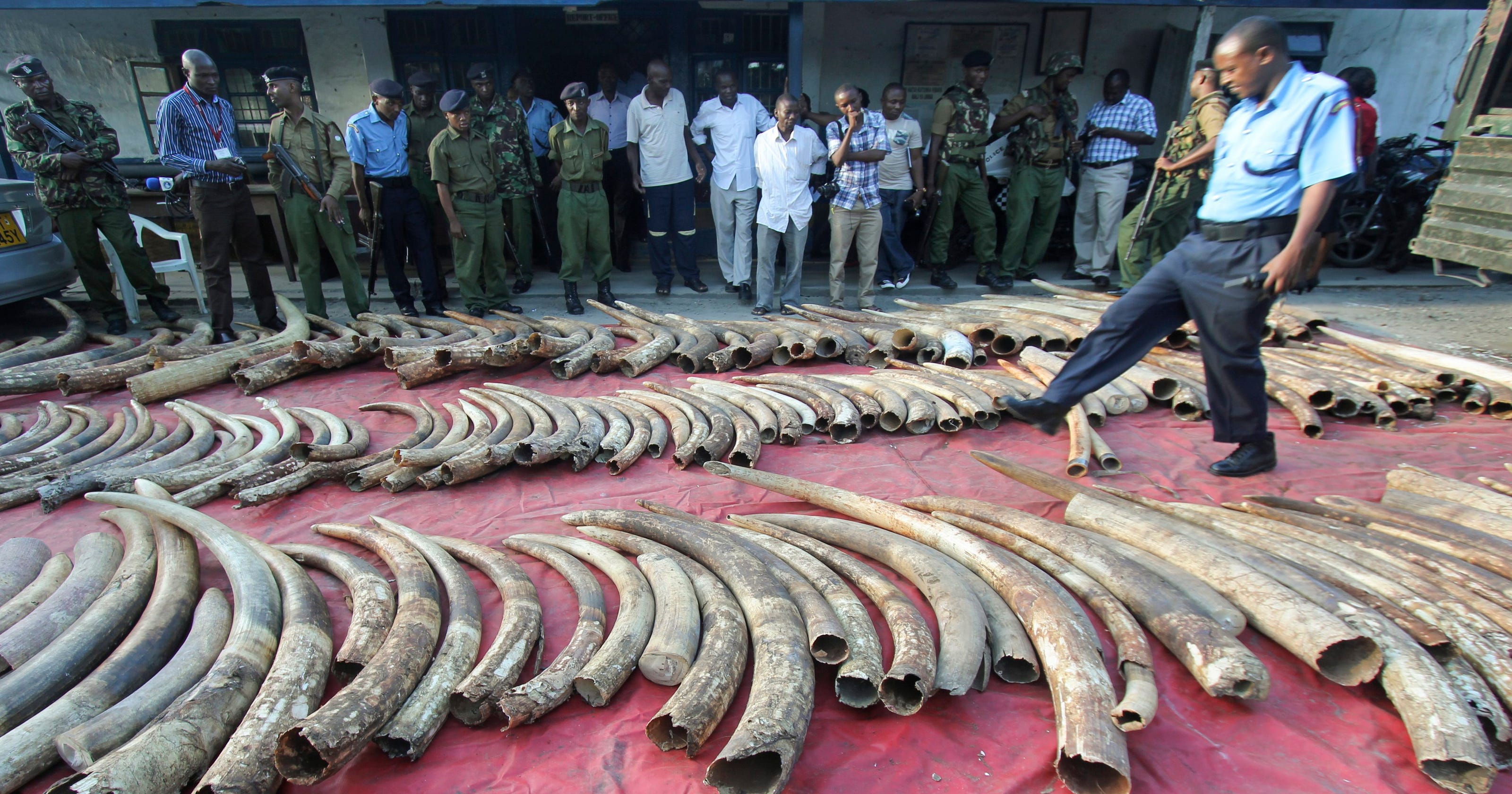 One of world's biggest elephants killed by poachers