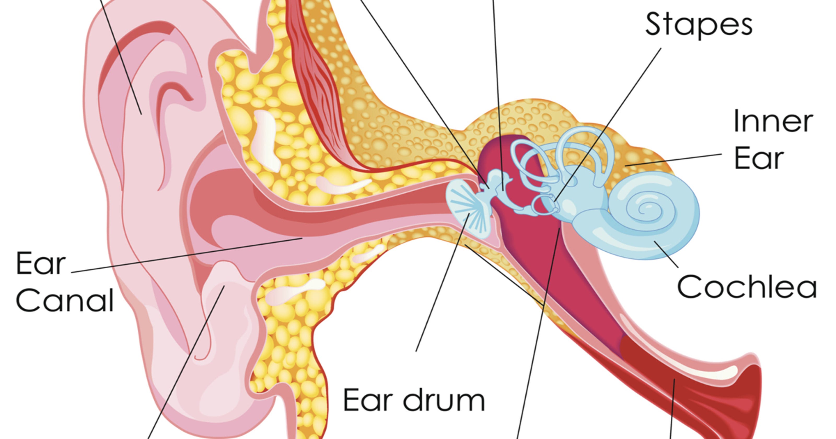 Anatomy Of The Ear