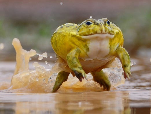 bullfrog comidas delicacy deceptively deadliest delicacies croaking africanos mating gerda athritis