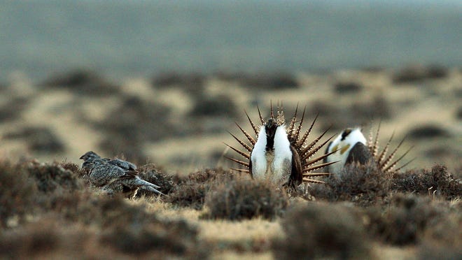 A male sage grouse performs his mating ritual in the Rattlesnake Range of Wyoming. A federal judge has granted a temporary injunction to block Trump administration plans to ease restrictions on oil and gas leasing on lands considered critical to preserving the struggling bird species in seven Western states.