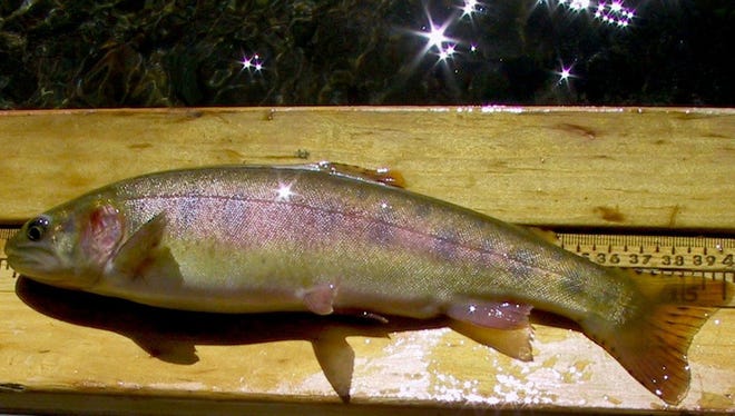 An undated photo of a Paiute cutthroat trout, which the U.S. Fish & Wildlife Service calls "the rarest trout in America." The service, in cooperation with the California Department of Fish and Game, wants to rid an 11-mile lower section of Silver King Creek in the Sierra Nevada of other fish so the Paiute cutthroat can return.