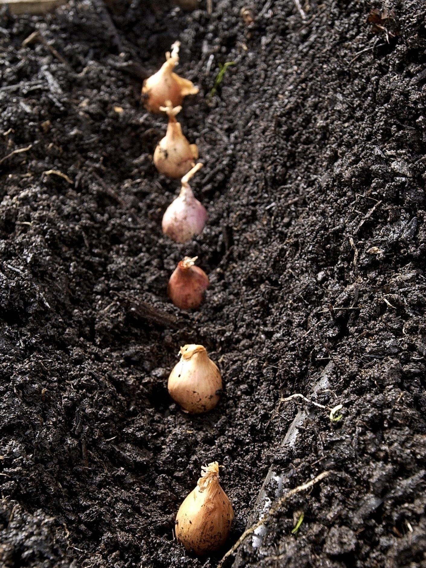 Plant shallots in fall or spring by seed or start