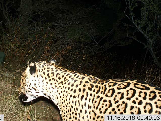 Rare Jaguar Spotted In Mountains Of Arizona