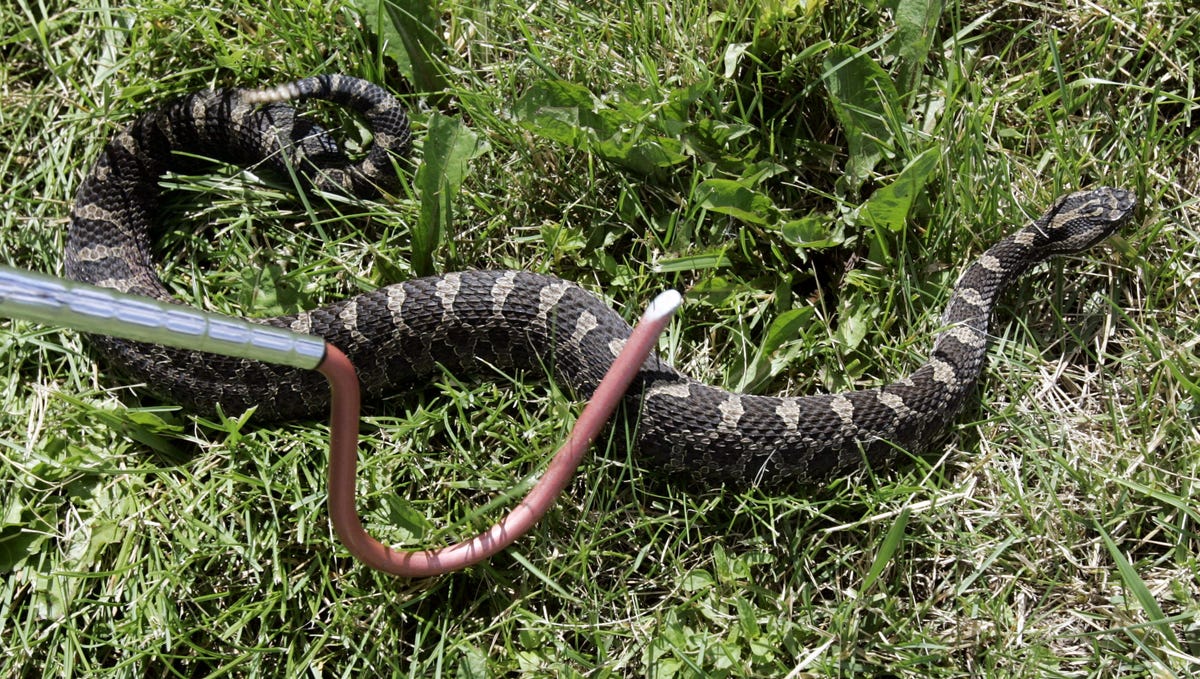 Teen S Effort To Save Snake Comes Back To Bite Her