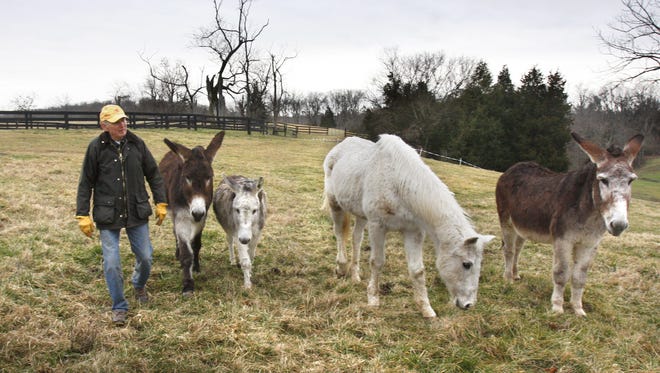 Ned Bonnie walked with Laredo, Little Dork, Rapid Gray, and Jake on Stonelea Farm in 2012. A conservation easement on that farm helped inspire the creation of the new Limestone Land Trust, said its executive director.