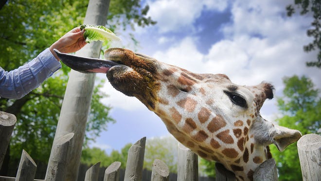Food and Entertainment Reporter Alexa Giebink feeds Solstice at the Great Plains Zoo Tuesday, May 22, in Sioux Falls.