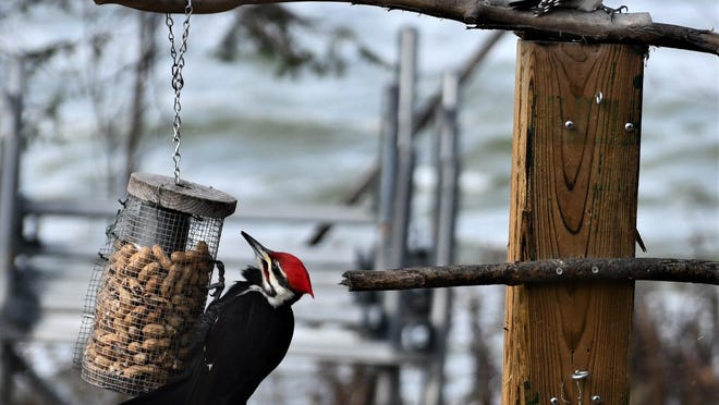 Pileated and Hairy Woodpeckers are just two of the many species of birds residents of the county can see on their feeders in their backyards. Contributed photo