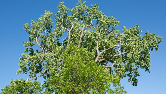 Cottonwood trees and many other trees are able to tolerate and even prosper when they do not receive ideal irrigation, but the closer you come to meeting their preferred needs, the better the tree will perform for you.