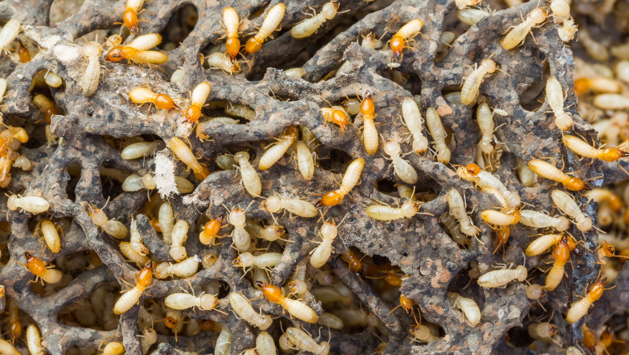 Got Termites? If Not, You Probably Will