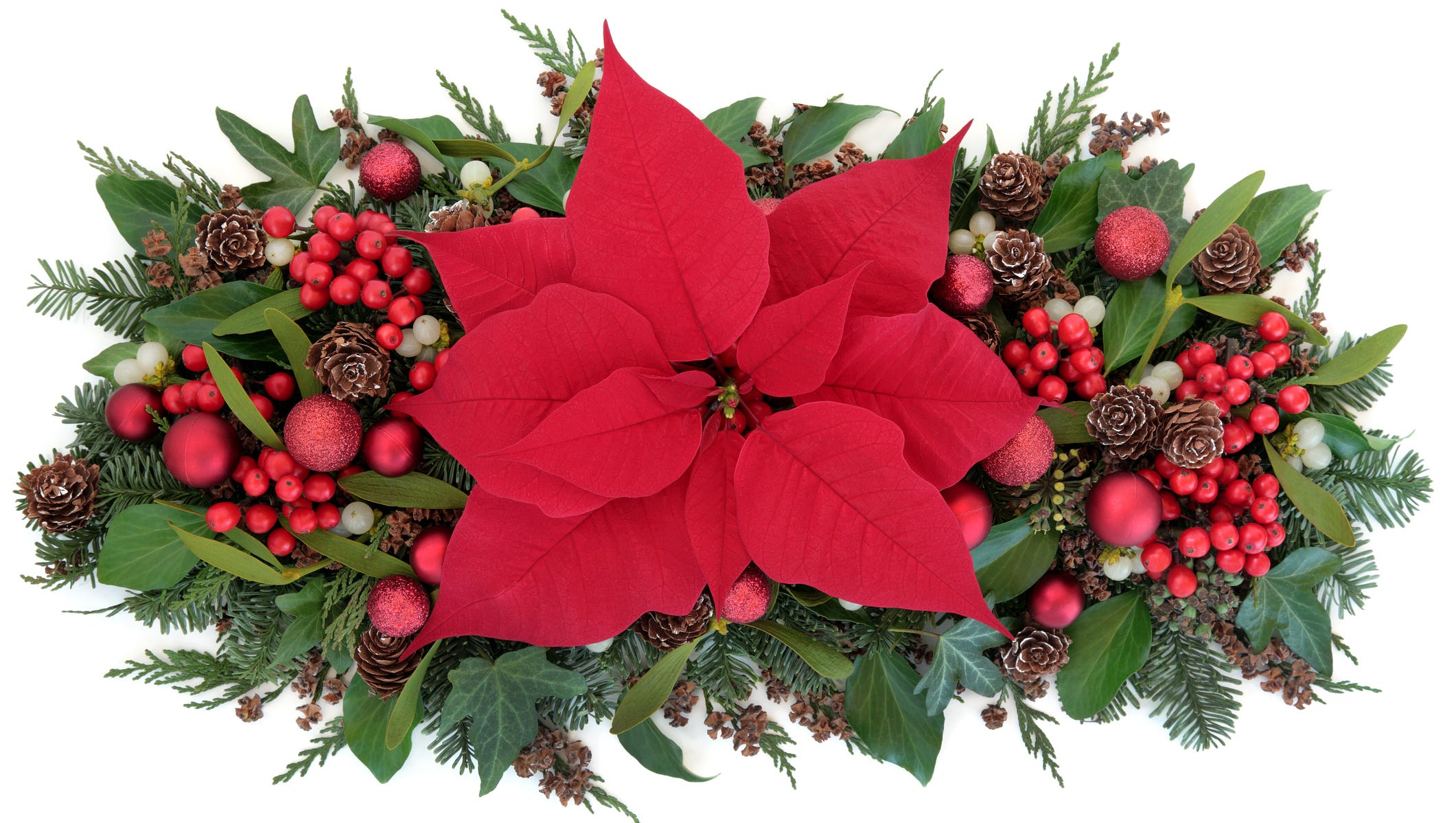 Christmas plant legends & meanings