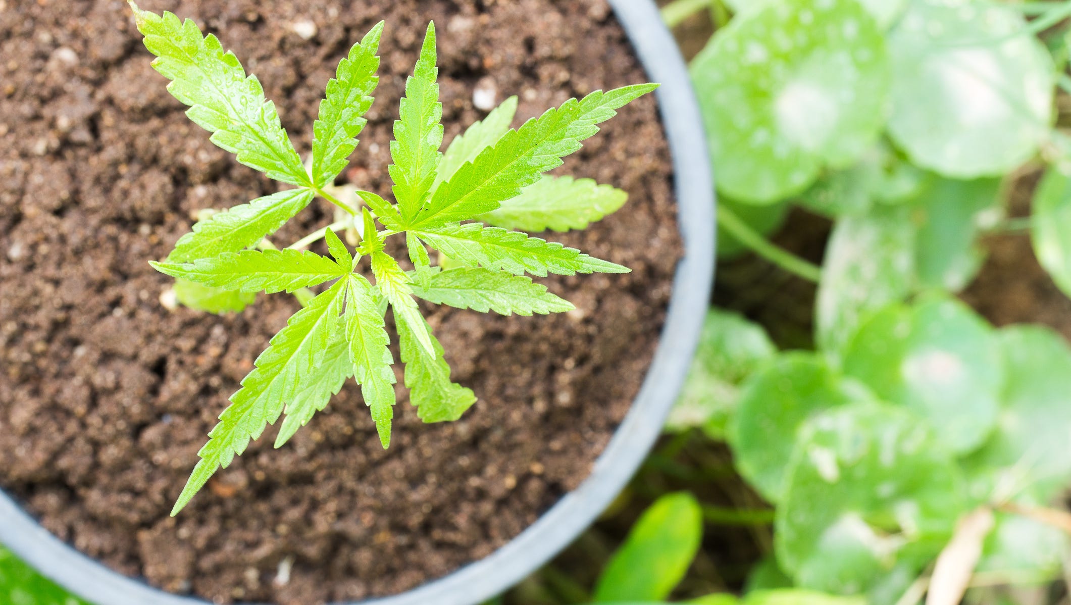 How Does Your Garden Grow Hydro Vs Soil Grown Cannabis