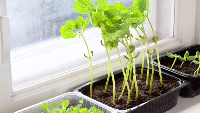 bean sprouts on a windowsill