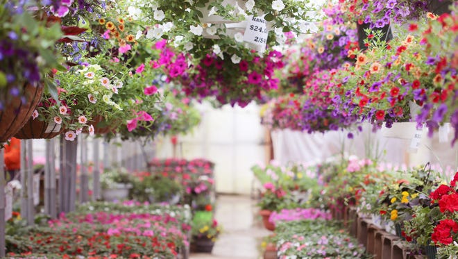 greenhouse full of colorful flowers