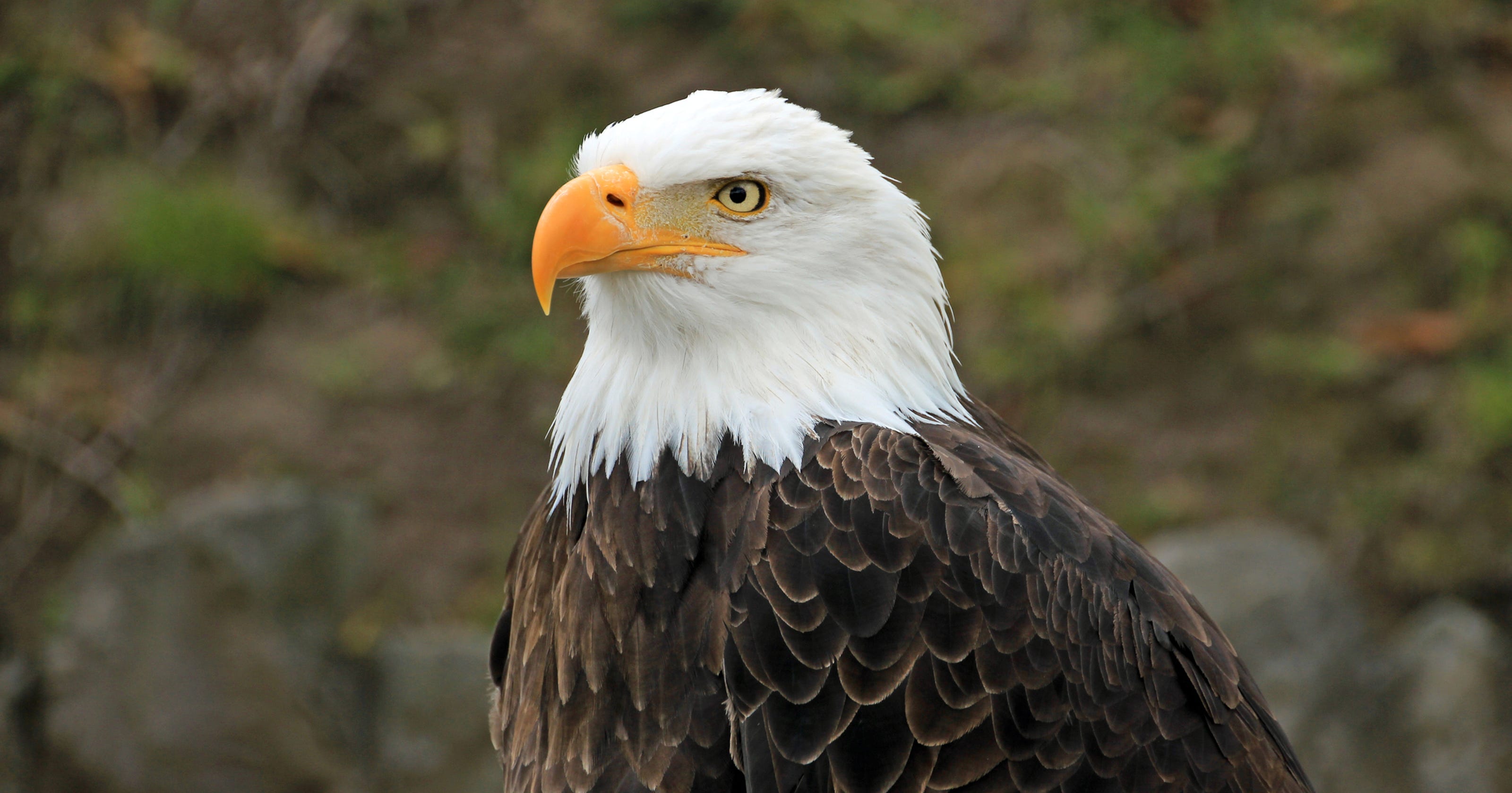 Bald eagles in British Columbia are feeding a baby hawk, because