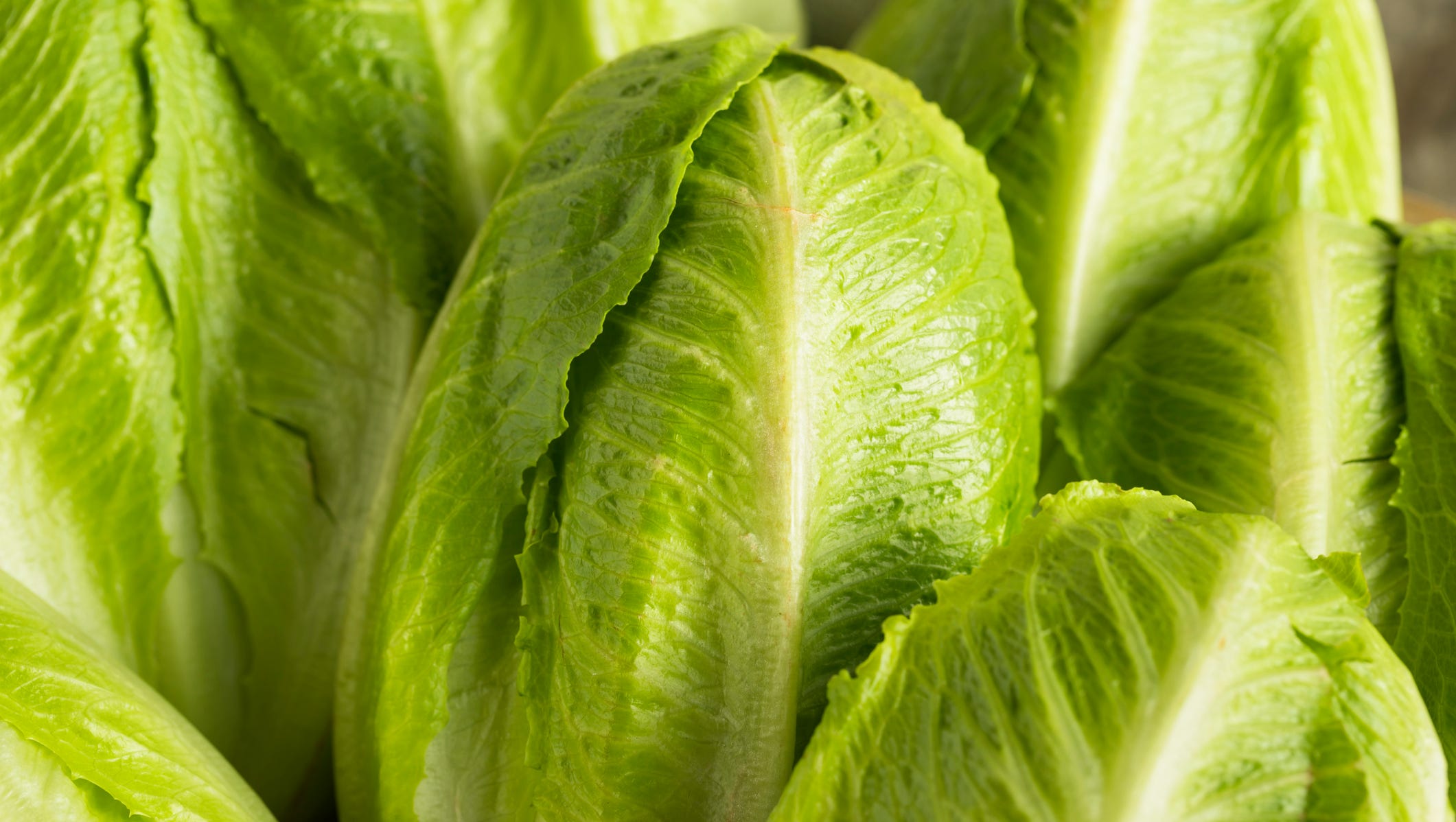 Romaine Lettuce Back In Some Grocery Stories This Weekend After Recall