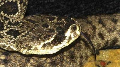 Venomous Florida Snakes Vs Harmless Lookalikes Know The Difference