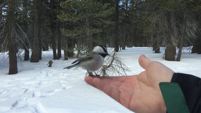 Cold And Snow No Excuse To Stop Hiking Tahoe Basin