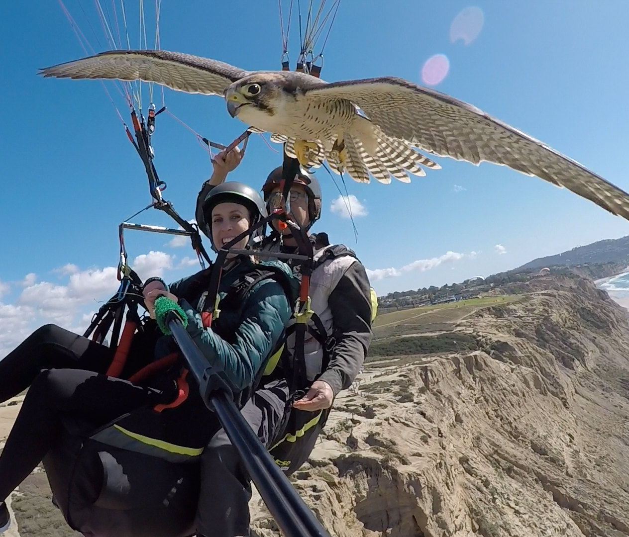 Parahawking is an epic excursion that involves tandem paragliding with a well-trained raptor tagging along. It's also a memorable way to get a bird's-eye view of San Diego's gorgeous coastal cliffs.