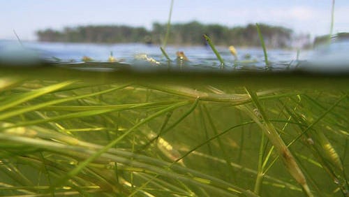 Widgeon grass in clear mid bay water.