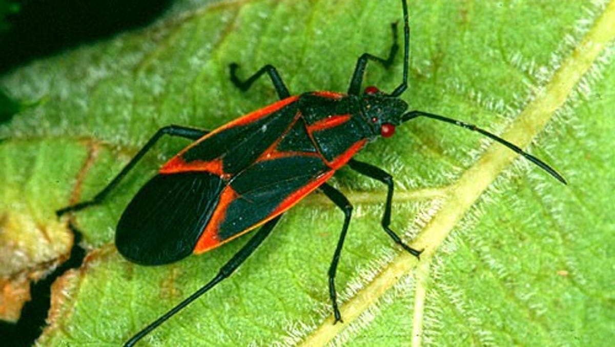 What Are Those Black And Red Bugs Crawling All Over Fort Collins