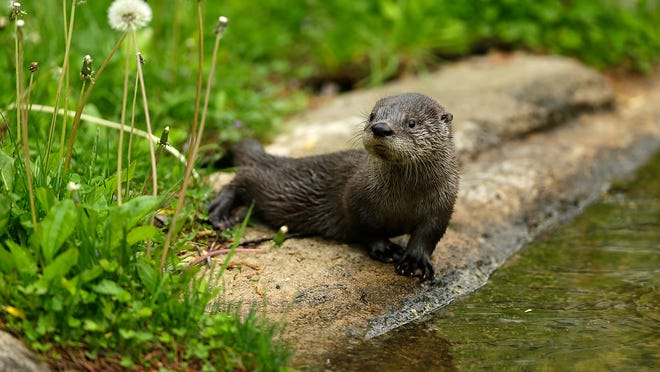 Sudden Illness Kills Three New Zoo Otters Including 2 Months Old Pups