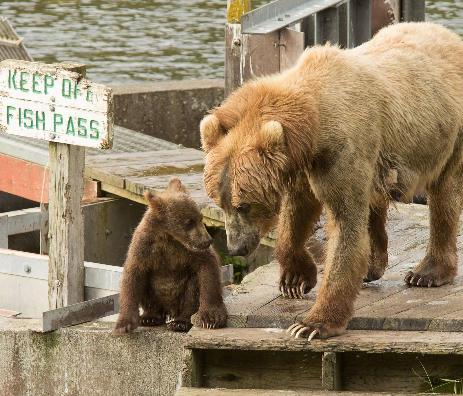 Inspired by concerned sportsmen and conservationists, President Franklin D. Roosevelt created Kodiak National Wildlife Refuge in 1941 to protect Kodiak bears and their habitat. With misty fjords, deep glacial valleys and lofty mountains, the refuge a