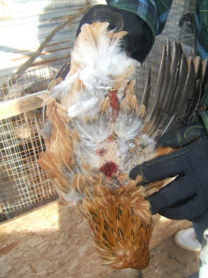 Cesar Garcia shows the wounds on the back of one of his chickens in 2010. The Horizon City resident described the wounds as “two pokes.”