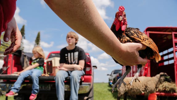 Quirky U.P. animal swap keeps rural traditions alive