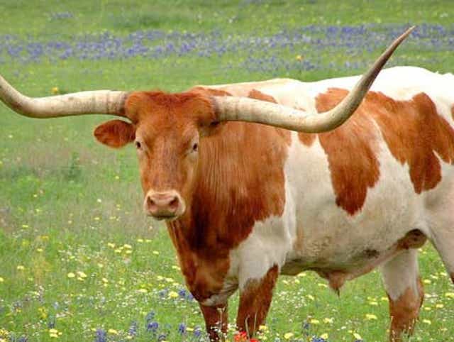 The Great Chisholm Trail Turns 150