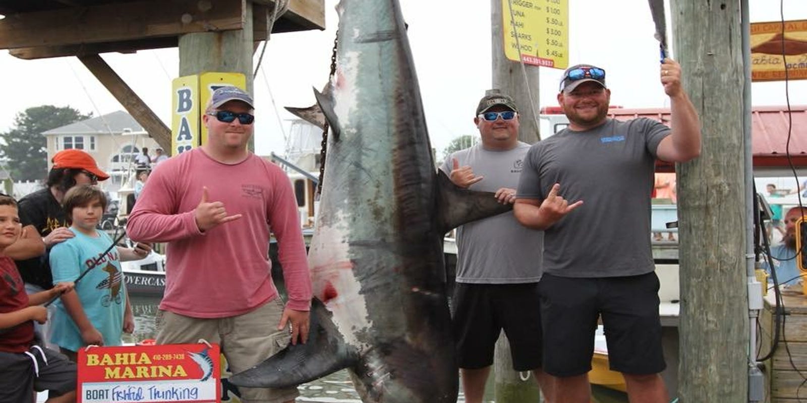 Massive shark caught at Ocean City tournament