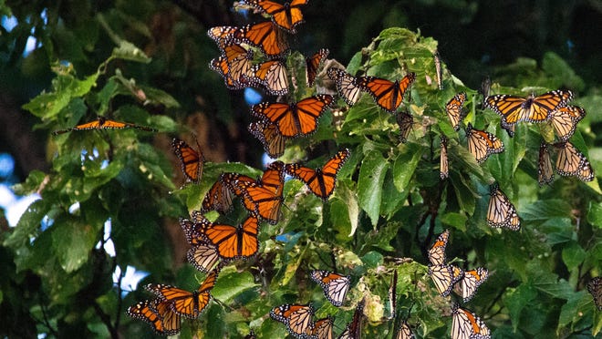 A branch full of monarchs at the Currier Hay buckwheat fields, south of Kewanee.