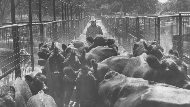 Alton Bruns pens cattle in the 1970s.