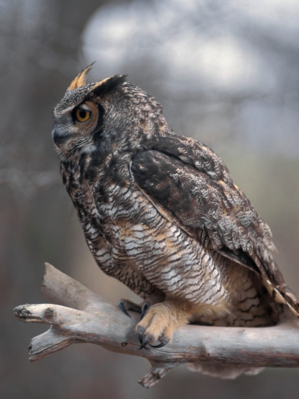 Critter Of The Week Great Horned Owl