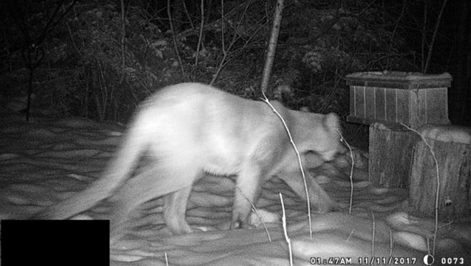 The DNR has confirmed that a trail camera picked up a cougar in Douglas County in November.