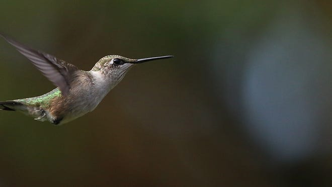 How to make homemade hummingbird food and where to place feeders