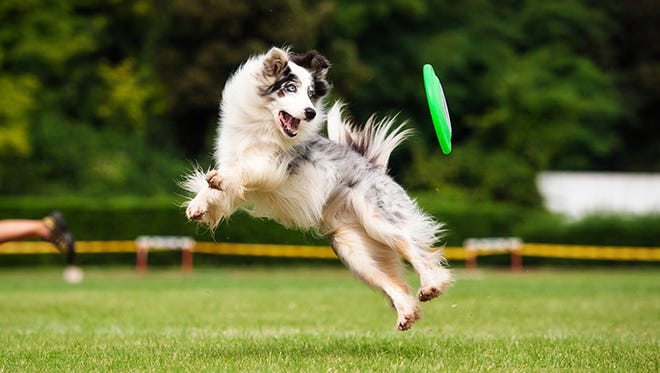 Genetics often takes the blame, but there are many causes of hip dysplasia in dogs. Above, a border collie dog catches a frisbee.