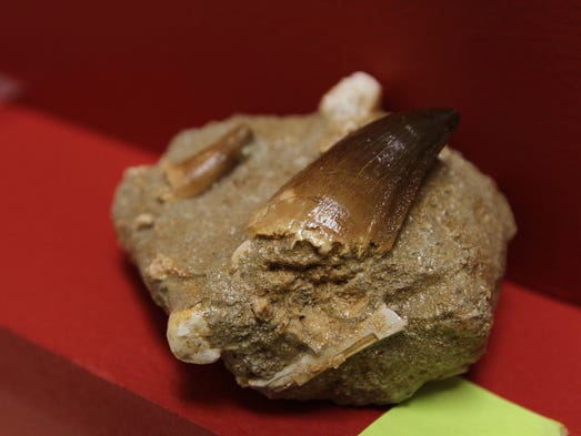 largest fossilized poop