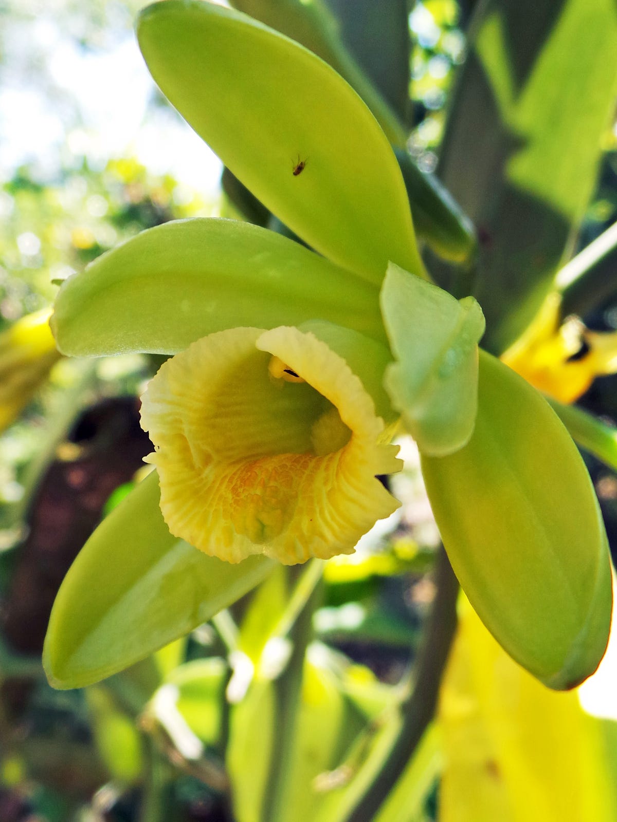 The list of 10+ Where did the vanilla orchid originate 3 The origin of vanilla: Everything you want to know about the world's sweetest spice