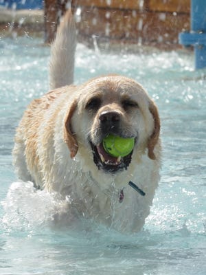 The Humane Society of the Treasure Coast's Santa Paws Pooch Plunge gives dogs the opportunity to play in the pool.