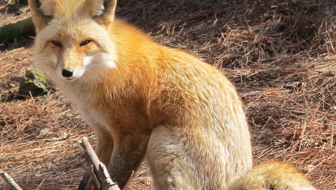 Hunting red fox in Madison County is prohibited at any time. An effort by the North Carolina Trappers Association aims to change state rules around the animal.